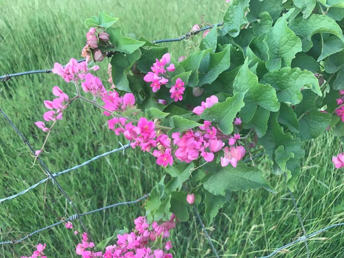 Oranjestad Newton Pasture Oasis别墅 外观 照片